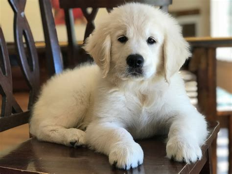 english cream golden retriever breeders massachusetts