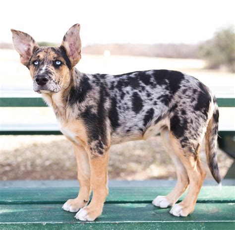 A Catahoula German Shepherd mix showcasing its unique coat pattern and eye color