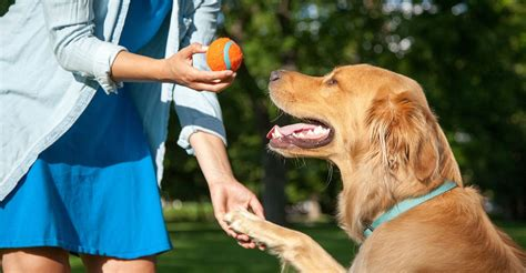 affordable dog training near me for aggressive dogs