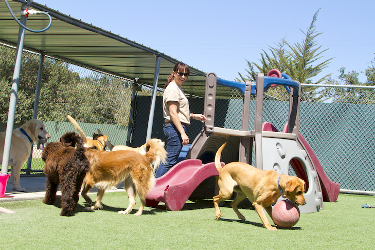 happy dog daycare ellicott city