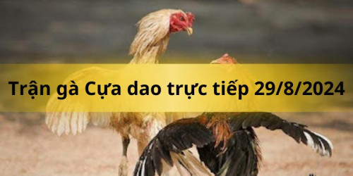 Ngày mai, ngày 29 tháng 8 năm 2024, đấu trường gà sẽ lại rộn ràng bởi tiếng cổ vũ của đám đông khi hai chiến kê tài ba Điệp và Đỏ bước vào vòng chiến trongtrận gà Cựa dao ngày 29/8 được mong chờ bậc nhất. Trận đấu này không chỉ là cuộc so tài giữa hai chú gà với những đòn đánh điêu luyện, mà còn là sự đối đầu giữa hai phong cách chiến đấu hoàn toàn khác biệt, hứa hẹn mang đến một màn trình diễn mãn nhãn cho những ai may mắn chứng kiến.
#dagathomo  #dagathomonetcom #gathomo #gathomotructiep