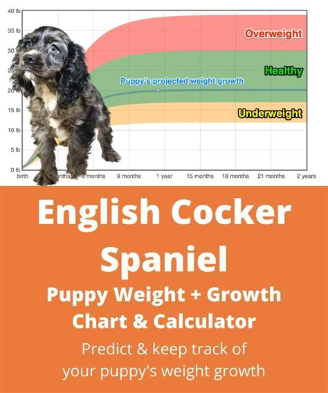 english cocker spaniel puppy weight chart