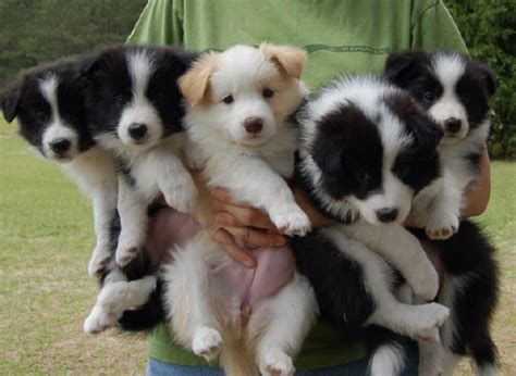 Border Collie Puppies in Various Activities