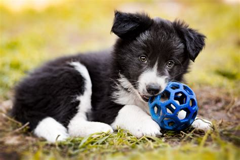 cute border collie puppy pictures