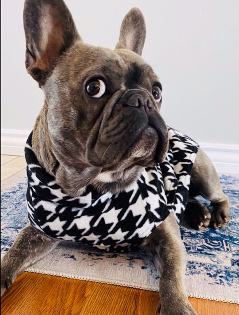 adopt french bulldog ontario