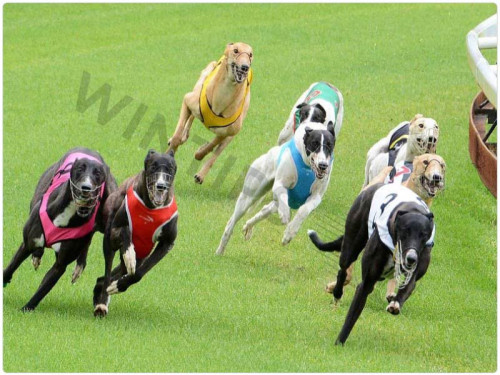 Virtual dog racing has garnered significant attention from sports enthusiasts due to its excitement and convenience. Consequently, various betting platforms have introduced virtual dog racing to cater to the demand of players. But what exactly is virtual dog racing? Let's explore this topic in detail through the following article brought to you by Wintips!

What is Virtual Dog Racing?
Similar to other virtual sports like virtual tennis, virtual dog racing is a simulated game that replicates real dog races, allowing viewers to bet on dog races during the waiting period for actual races. This game is entirely computer-generated, providing random outcomes to create excitement and surprises for players.

Virtual dog racing offers several advantages, attracting many players:

Accessibility: Players can participate at any time using their smartphones or computers. Unlike real dog races, which typically occur on weekends, virtual dog racing allows daily betting.

What is Virtual Dog Racing Betting? How is it easiest to win?

Latest article: Enhance your odds of winning by choosing reliable betting site wintips.

Rules of Virtual Dog Racing
Players can bet on all available odds or select specific odds based on their strategies. During a race, players can only place bets on the next race; betting on ongoing races is not possible. Statistical data is provided for reference purposes only and should not be considered betting recommendations. If a race is canceled or temporarily halted, all bets are voided. In the event of a system error during a season or a specific race, all related bets will be canceled. Refunds will be credited to the player's account for all canceled bets.

Types of Bets in Virtual Dog Racing
In virtual dog racing, various types of bets are available, including:

Single-Dog Bets

Win Bet: Players bet on the dog they predict will finish first in the race.

Place Bet: Players bet on two dogs they predict will finish first and second in the race.

Show Bet: Players bet on three dogs they predict will finish first, second, and third in the race.

Two-Dog Bets

Exacta: Players win if they correctly predict the first and second-place dogs in the exact order.

Quinella: Players win if they correctly predict the first and second-place dogs, regardless of the order.

Three-Dog Bets

Trifecta: Players win if they correctly predict the first, second, and third-place dogs in the exact order.

Superfecta: Players win if they correctly predict the first, second, third, and fourth-place dogs in the exact order.

Please refer to more: Stay informed and increase your winning potential with our up-to-date soccer tips.

Expert Tips for Virtual Dog Racing Betting
To increase your chances of winning in virtual dog racing betting, consider these tips:

Maintain Emotional Control: Avoid impulsive betting and stay emotionally composed, both in victory and defeat.

Research Dog Information: Learn about the dogs, including their strengths, speed, racing history, and more. This information will help you develop a sound betting strategy. Take advantage of information sources provided by betting platforms like BK8 to stay informed.

Choose Safety or Abstain: If you cannot devise a specific strategy, consider abstaining or choosing safer bets to minimize unnecessary risks.

Understand the Rules: Thoroughly grasp the rules and gameplay of virtual dog racing to avoid betting mistakes that may affect your emotional state.

Set Loss Limits: Establish loss limits and adhere to them to prevent depleting your bankroll prematurely. Smart financial management is essential for long-term enjoyment of the game.

In summary, by maintaining emotional composure, acquiring knowledge about the dogs, selecting safe bets, understanding the rules, and setting loss limits, players can enhance their chances of winning in virtual dog racing betting.

Conclusion
In this article, Wintips shared insights into virtual dog racing and related information. We hope these tips help you accumulate valuable experience. Best of luck to all players!