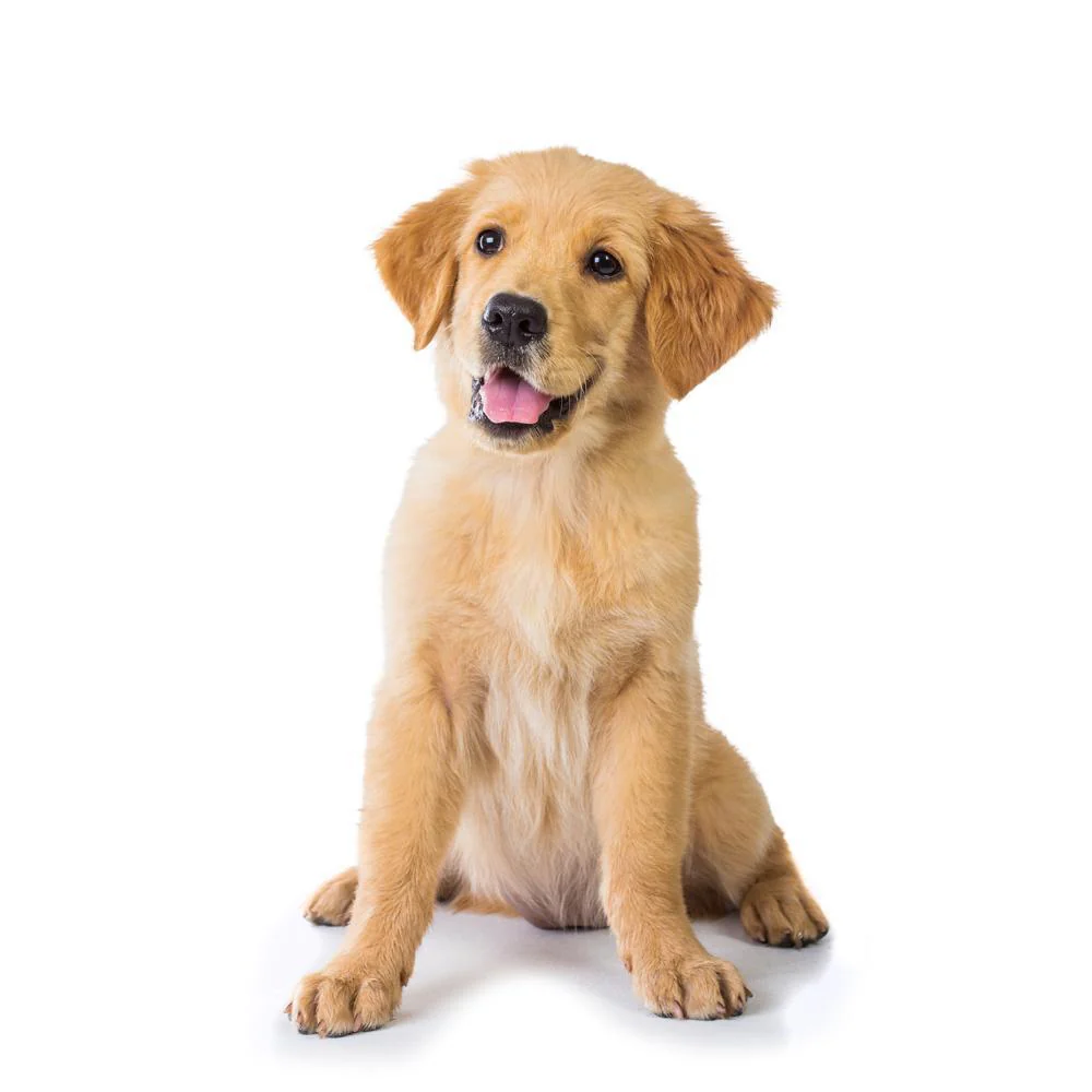 10 fun facts about golden retrievers