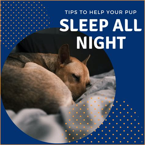 How I Finally Got My Dog to Sleep Through the Night