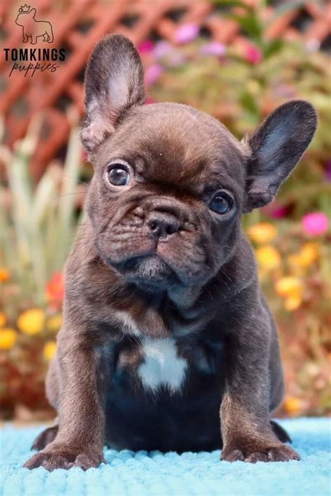 Dark Brown French Bulldogs