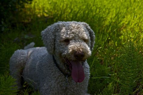 Lagotto The Puppy Cut