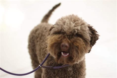 Lagotto The Teddy Bear Cut