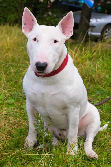 Bull Terrier