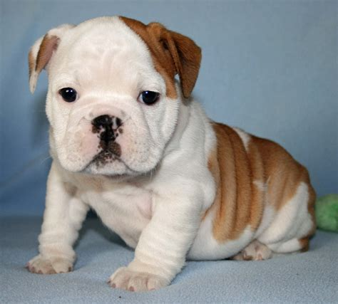 Bulldog