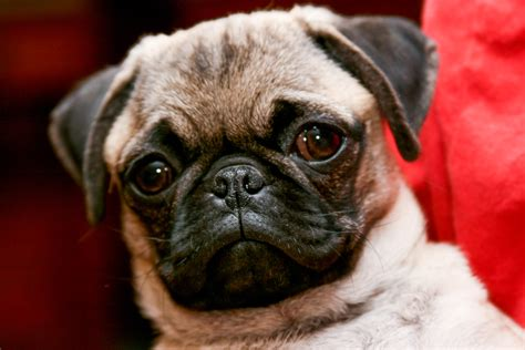 PUG