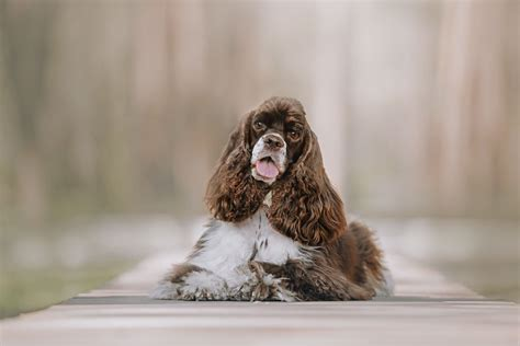 american cocker spaniel lifespan