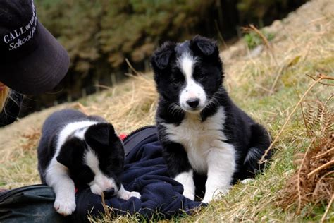 Neth Hill Border Collies