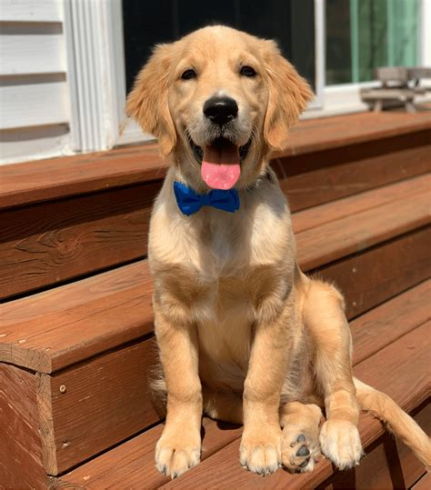 golden retriever 4 months old