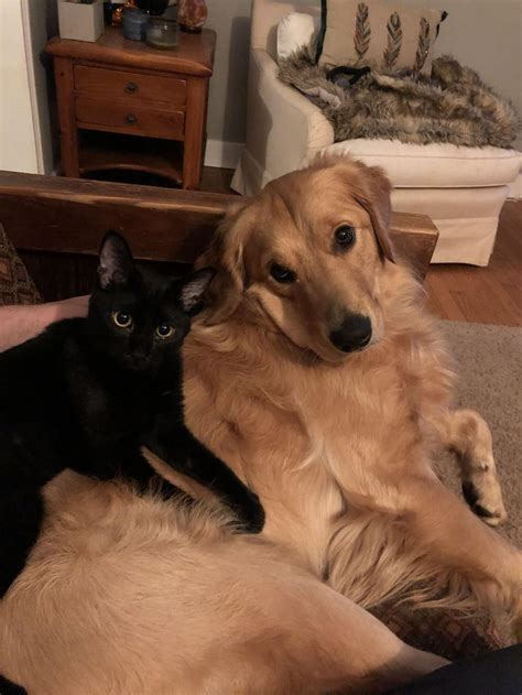 golden retriever and black cat personality human