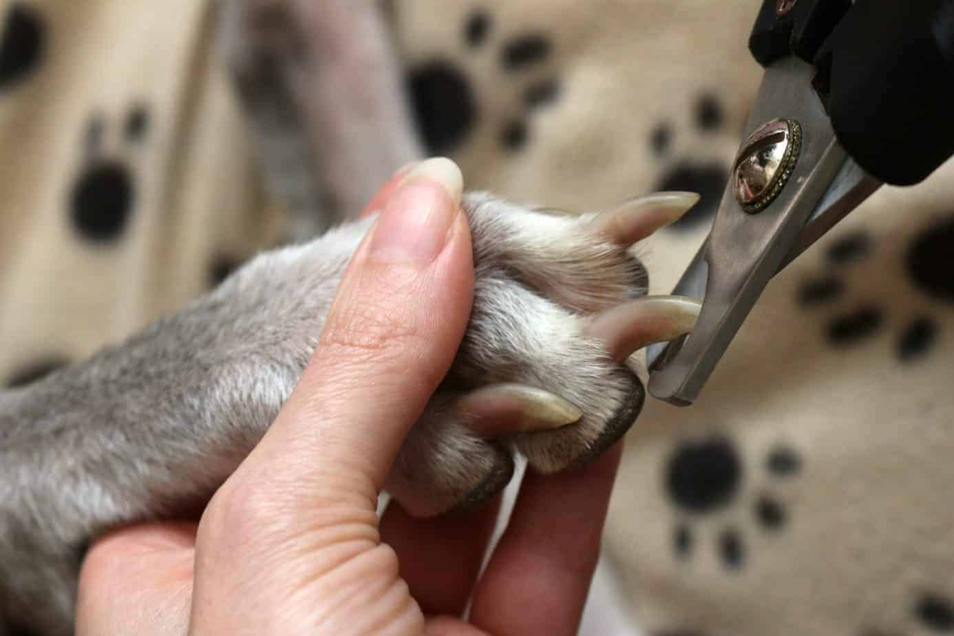 what is the correct angle to cut a dog and 39 s nails