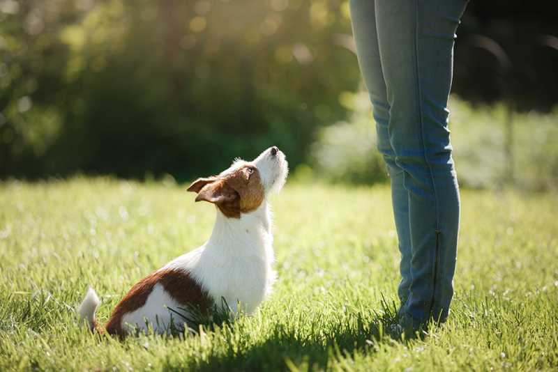 Teaching Your Great Pyrenees to Come When Called