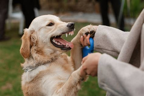 are golden retrievers aggressive to strangers