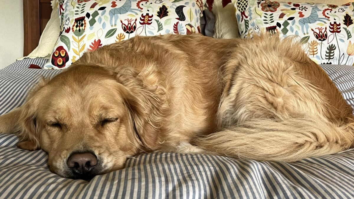 golden retriever sleeping in bed