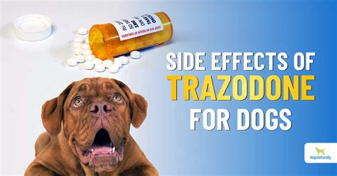 what is trazodone used for in dogs