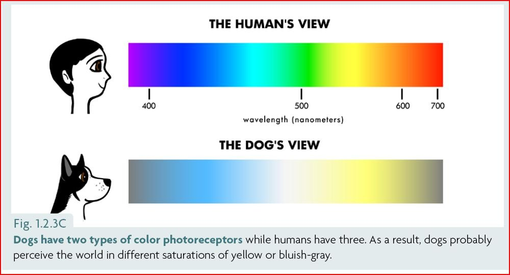 bluey tv show colors dogs can see