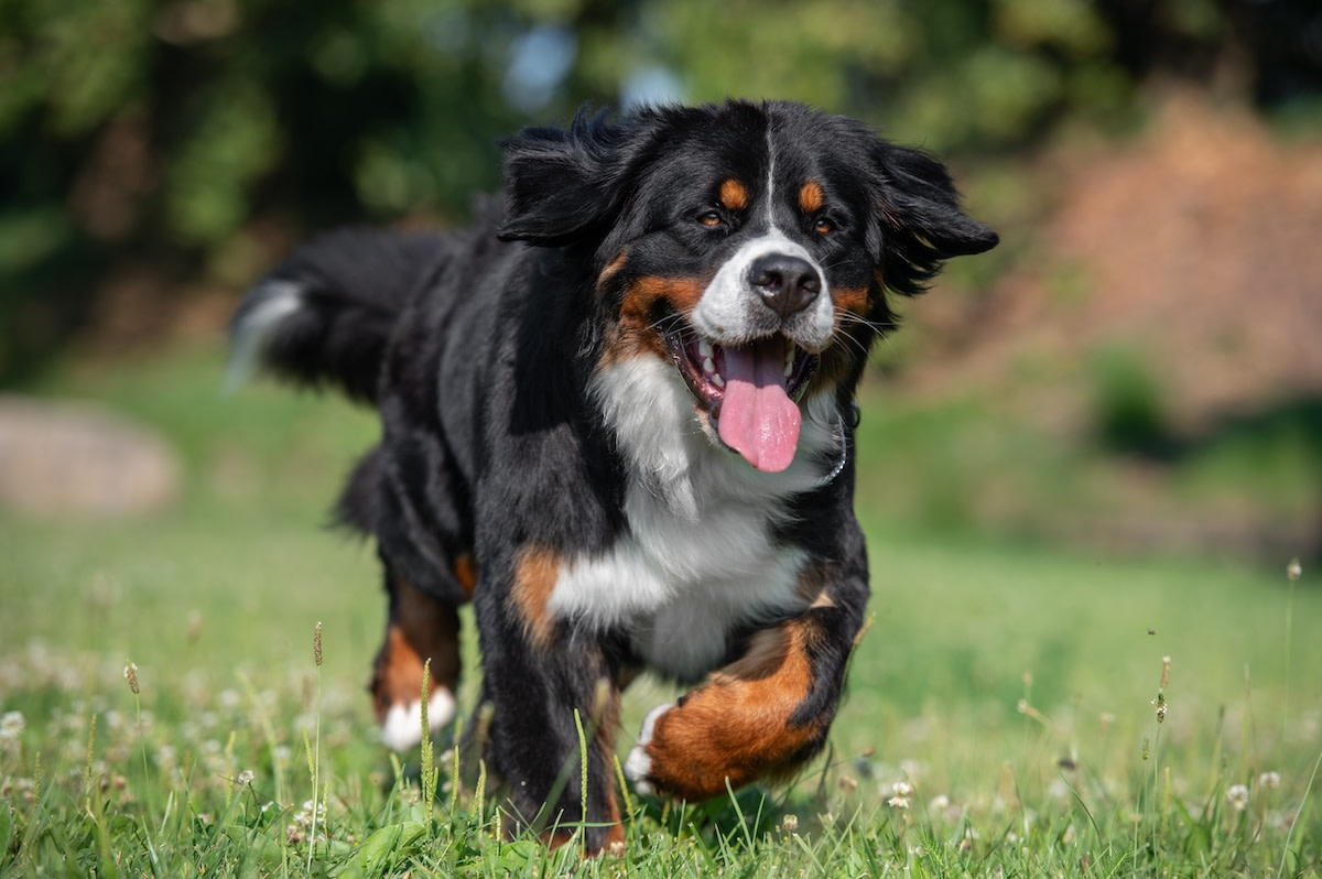 Bernese Mountain Dog Playing with Air Hose Is an Instant Classic