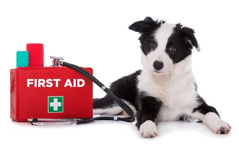 Essential Items for Your Dog's First Aid Kit