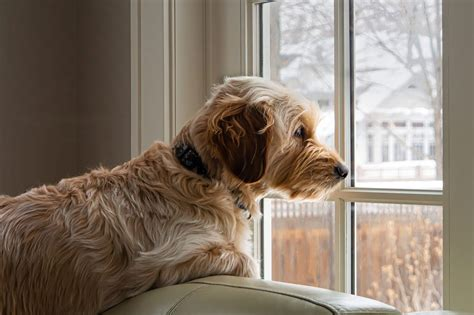 Understanding Dog Anxiety