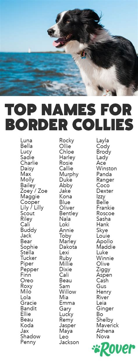 cute border collie puppy names