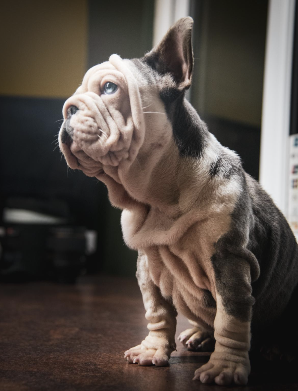 big rope french bulldog stud uk