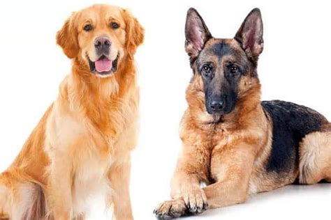 which is best golden retriever or german shepherd