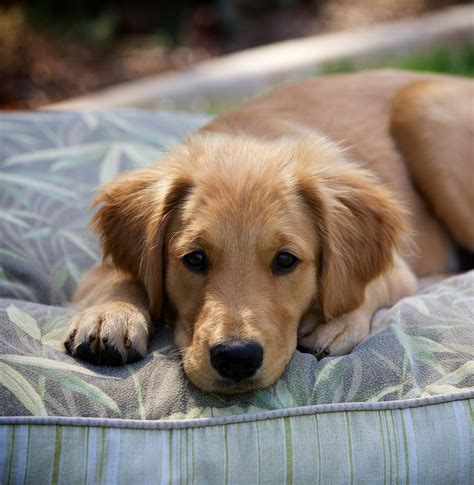 Golden Retrievers Golden