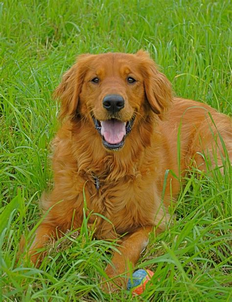 Golden Retriever Red