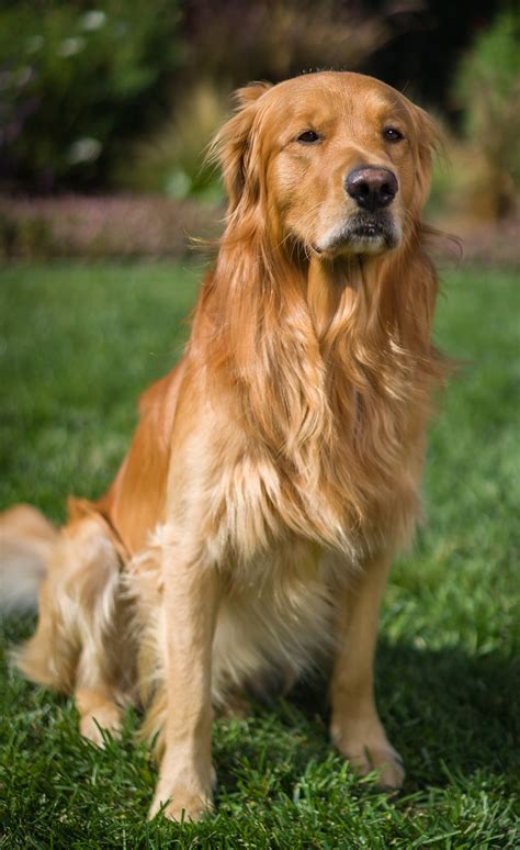 Golden Retrievers Dark Golden