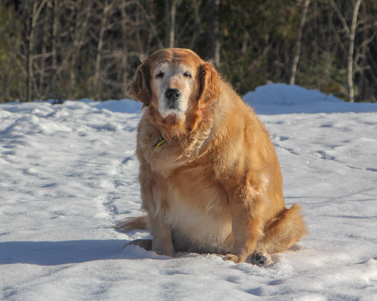 big fat golden retriever