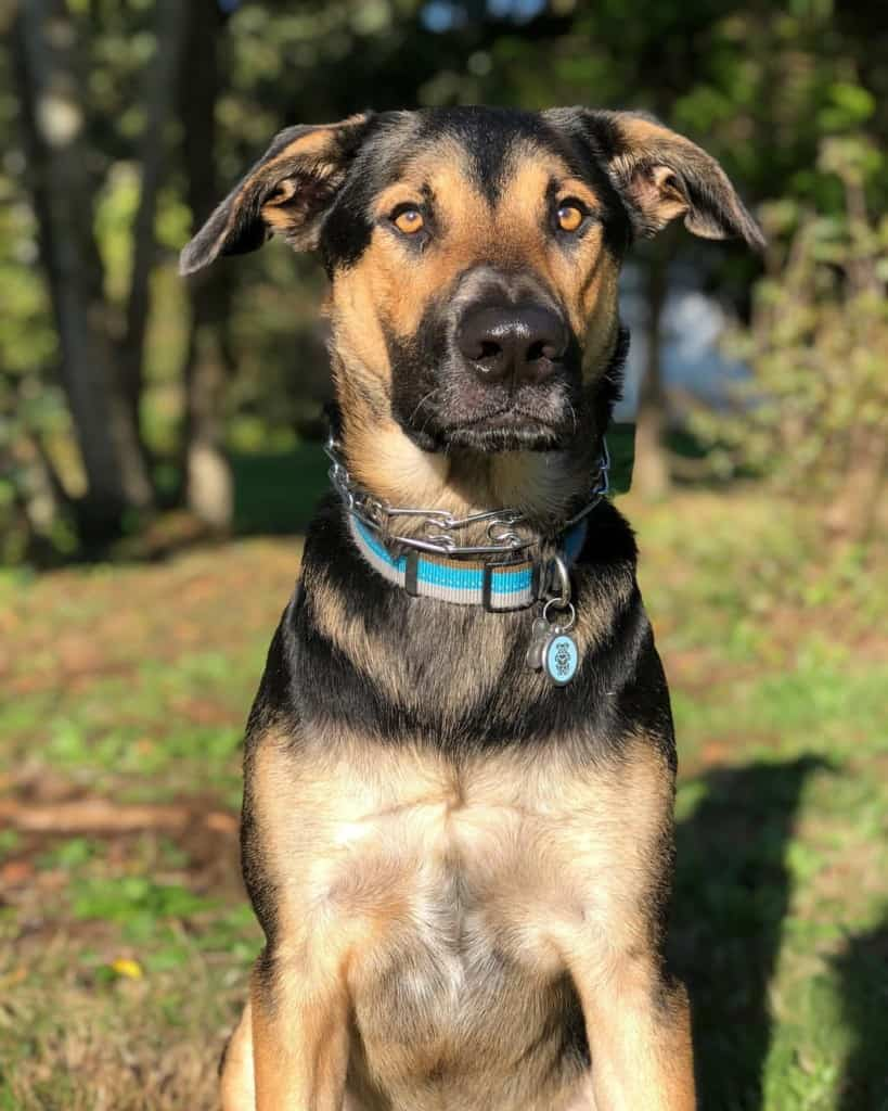 labrador german shepherd mix puppy