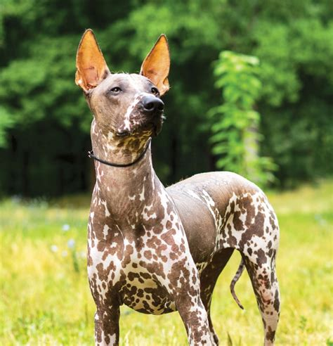 Xoloitzcuintli