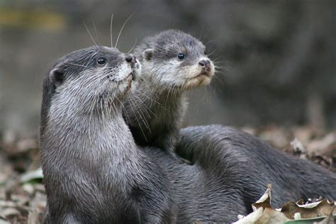 Otter