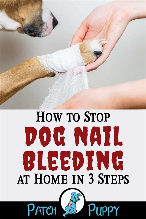 cut dog and 39 s nail too short bleeding what to do