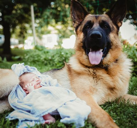 german shepherd meets newborn baby