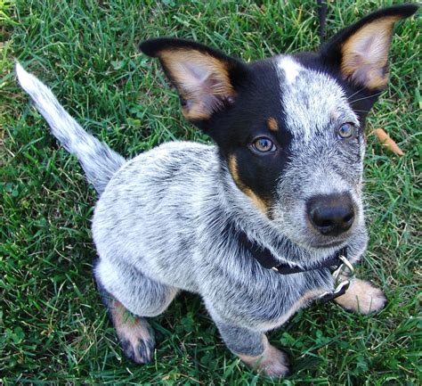 Australian Cattle Dog (Blue Heeler)