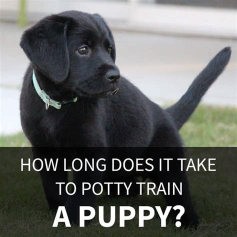 how long does it take to potty train a labrador retriever puppy