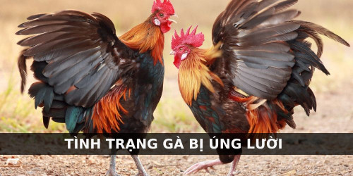 Dùng thuốc uống điều trị úng lườn ở gà Galaxy
Các sư kê cũng có thể điều trị tiêu kén cho gà bằng thuốc Galaxy do công ty sản xuất Lampam của Thái Lan. Lọ thuốc này sẽ có 30 viên nén giúp chiến kê chống nhiễm trùng cũng như tiêu gom phần bị úng.

Sau khi chiến kê đi đá về, các bạn sẽ cho uống để giúp vết thương nhanh chóng được hồi phục. Mỗi lần, chúng chỉ cần uống một viên là có thể phát huy tác dụng, đặc biệt là khi gà chỉ mới phát bệnh.

Thuốc trị gà bị úng lườn này bán tại hiệu thuốc thú ý nên sư kê có thể tìm mua. Tuy nhiên, bạn nên chọn cơ sở uy tín để chọn mua thuốc để tránh gặp phải hàng kém chất lượng.

#dagathomo  #dagathomonetcom #gathomo #gathomotructiep