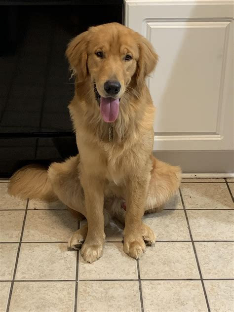 white golden retriever puppy price in india