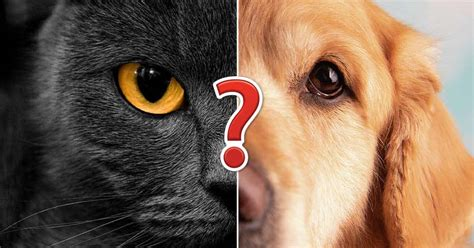 am i black cat or golden retriever quiz