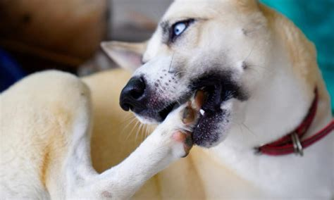 dog biting feet