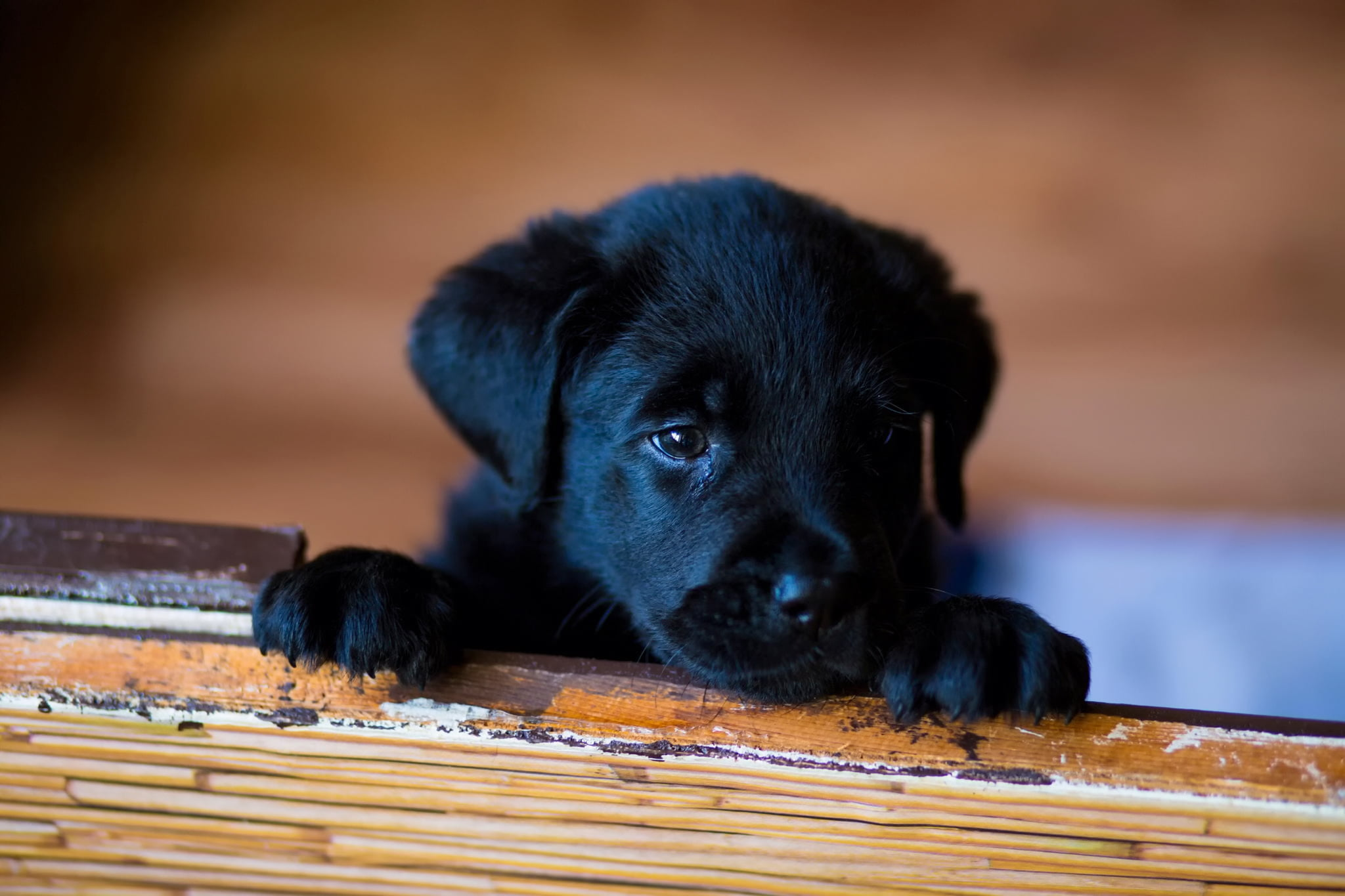 black labrador retriever puppy wallpaper